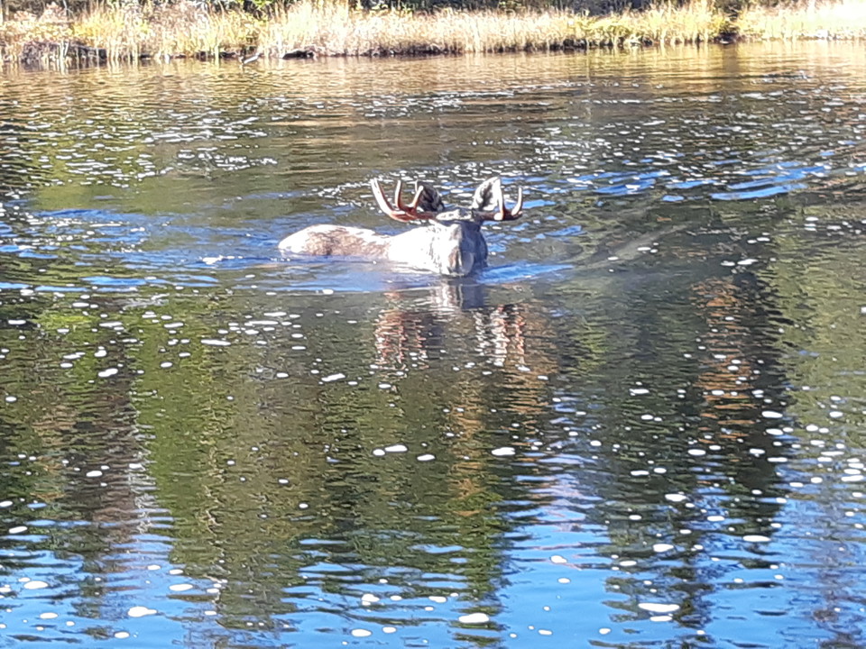 En simmande älg i Voxnan.