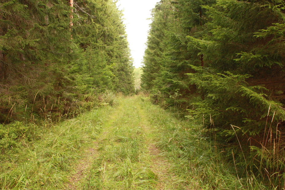 Skogsbilväg längs västra delen av slingan.
