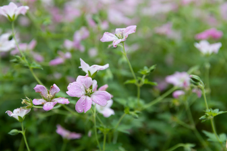 Rosa blommor i en rabatt.