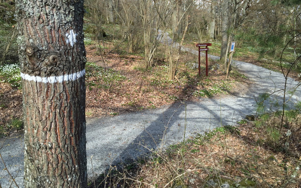 Träd med vit ledmarkering. I bakgrunden skymtas träpilar som visar vägen.