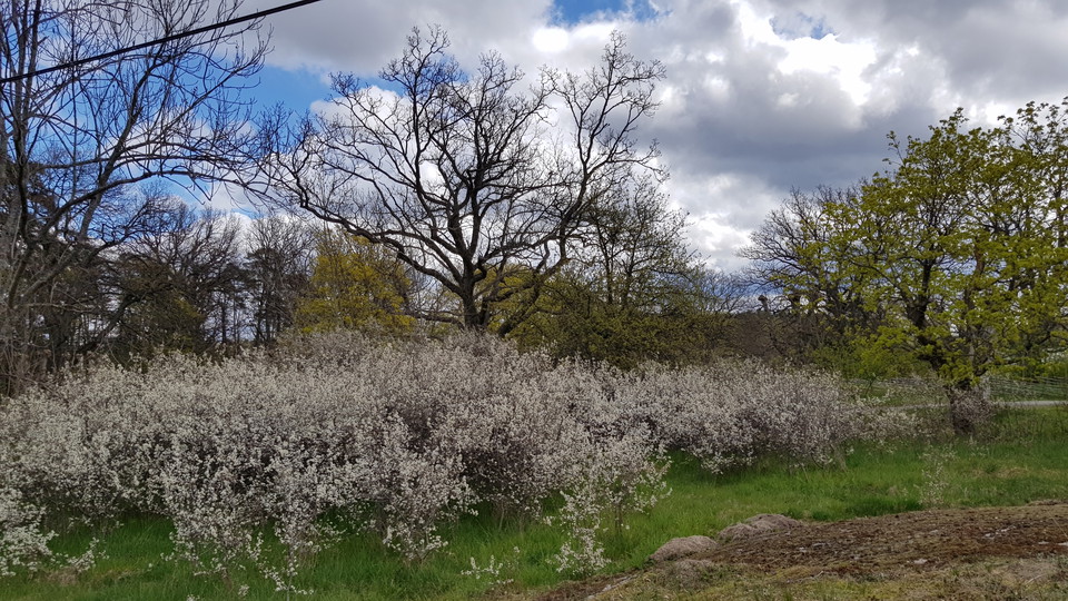 Blommande slån vid Hustegaholm. Foto Lidingö stad