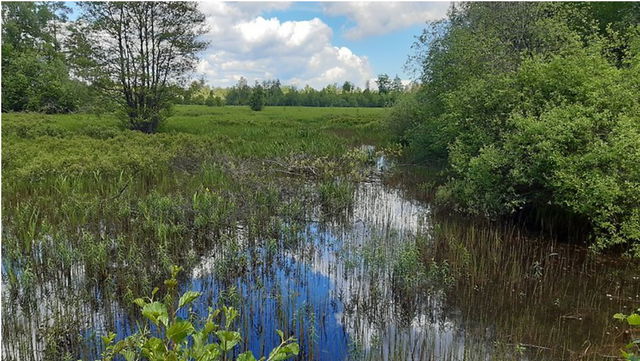 Brudhyltan/Hökadammen våtmark