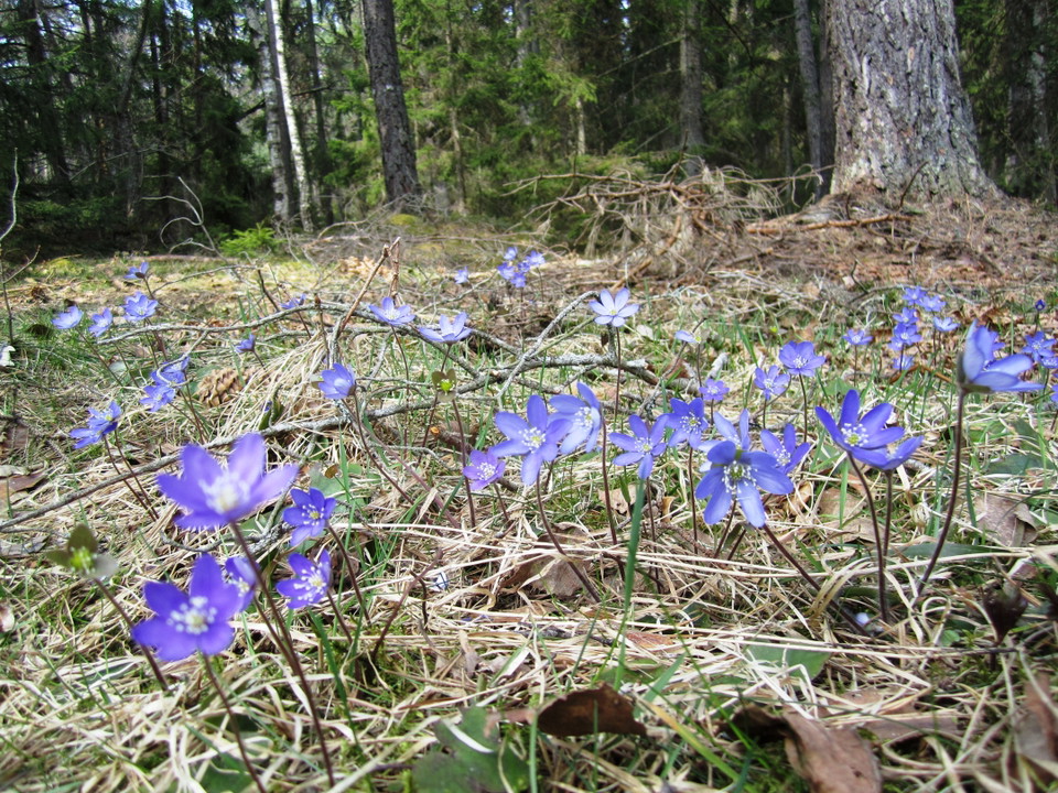 Elin van Dooren/Trosa kommun