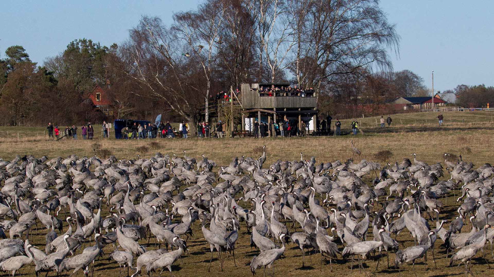 Tranor vid Pulken i Vattenriket