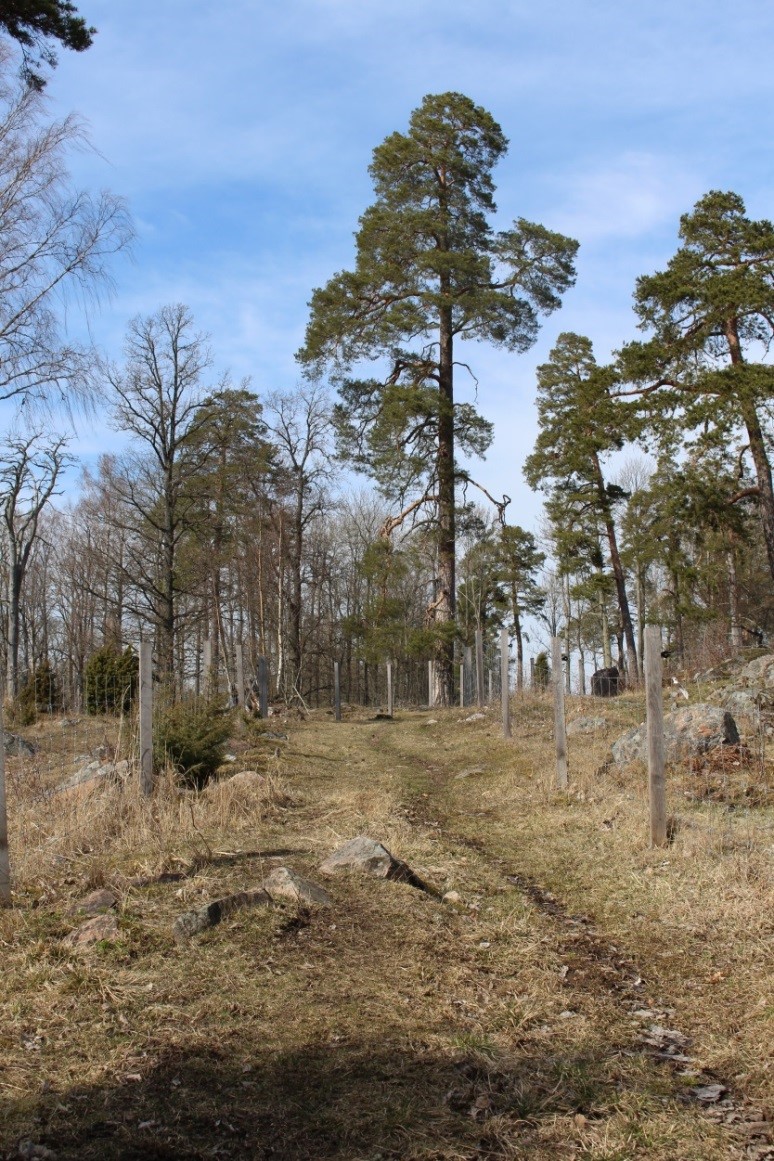 En smal stig går mellan två hagstaket. Det är gott om träd och större stenar innanför staketen.