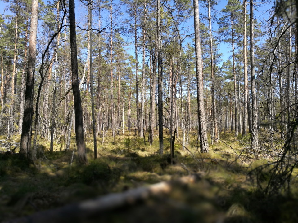 Fotograf: Ellen Flygare