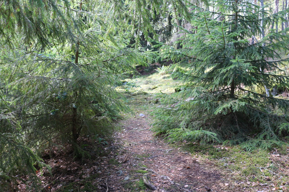 Stigen slingrar sig mellan två små granar.