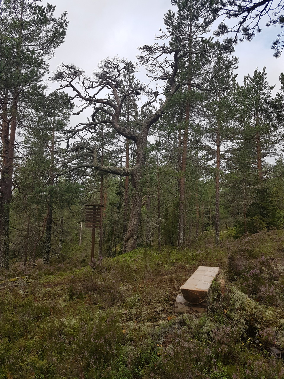 Vilbänk och informationstavla vid gammal, knotig tall