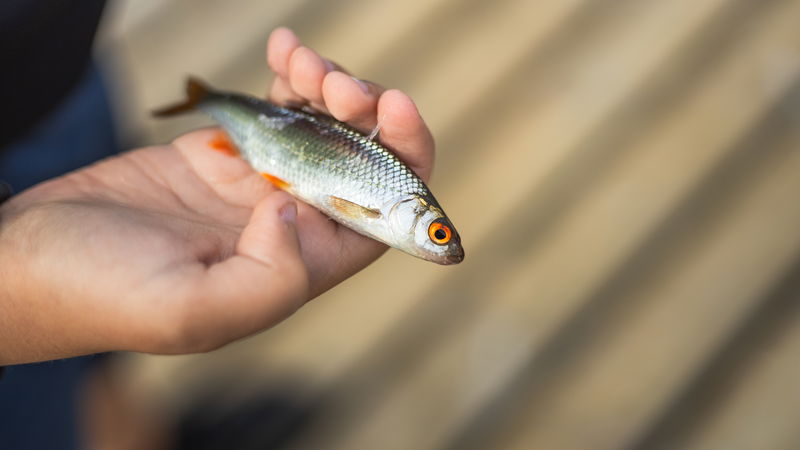 Sportfiskekortet, Kvarnsjön Huddinge