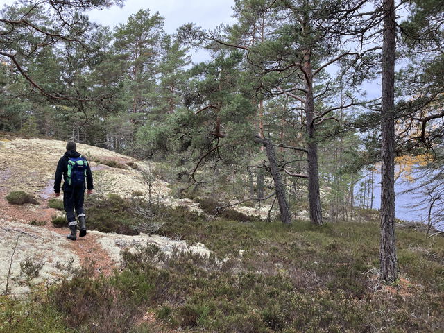 Norra skogen