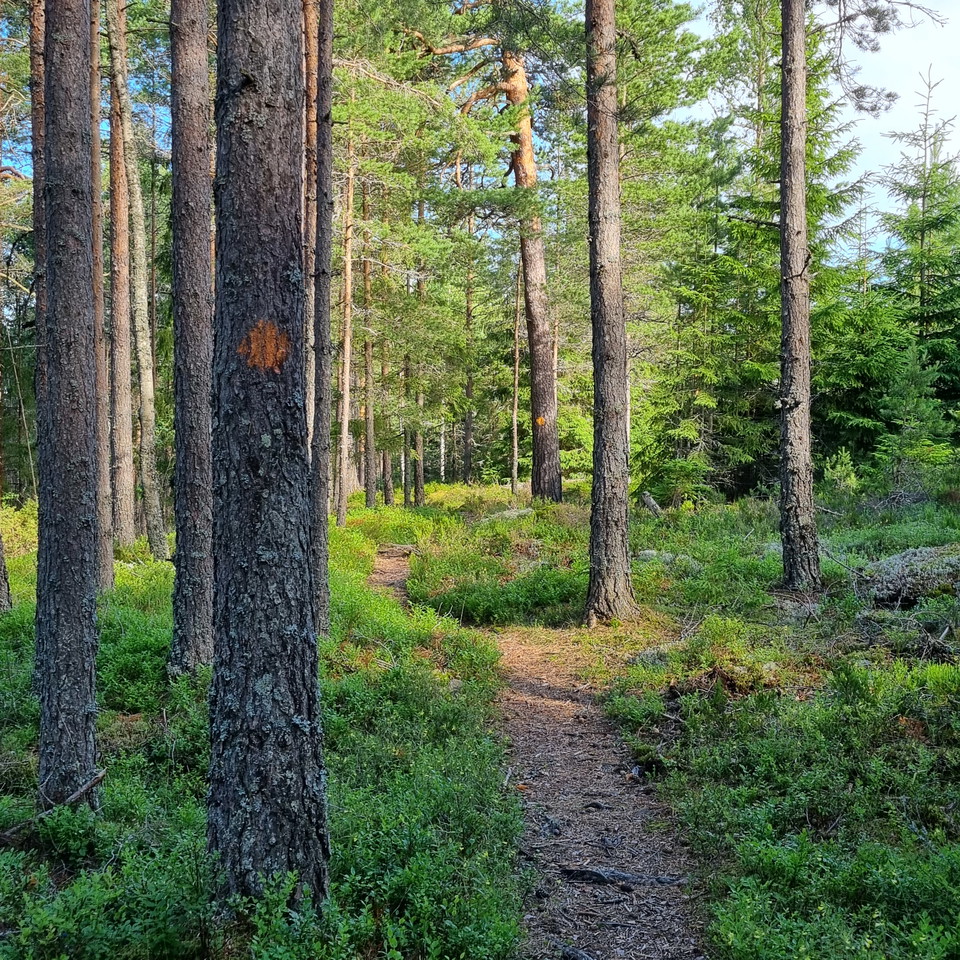 On the Djupdalshöjden Ridge