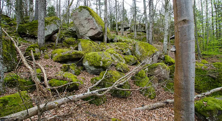 Naturskog i brant blockrik sluttning.