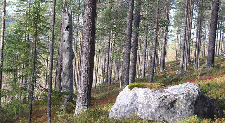 Tjapsåive.