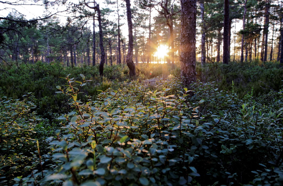 Solen letar sig in mellan träden.
