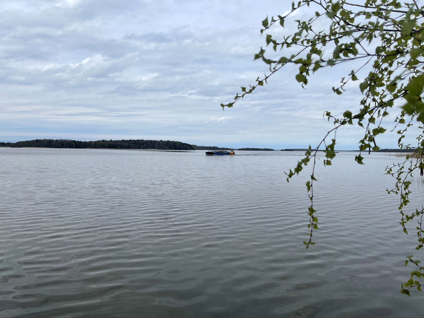 Vy ut över vatten och öar på avstånd. Över vattnet åker en pråm med kossor och kalvar.