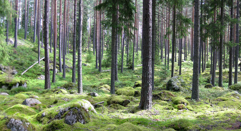 Bild från Länsstyrelsen Dalarna