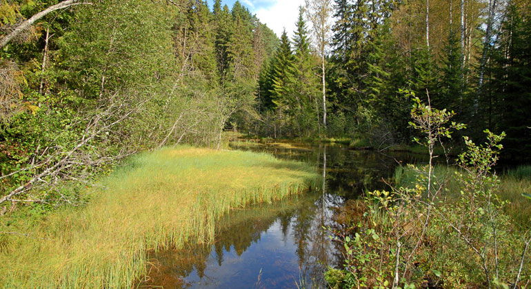 Stilla vatten flyter fram i lugnt mak i Alderängarnas naturreservat.