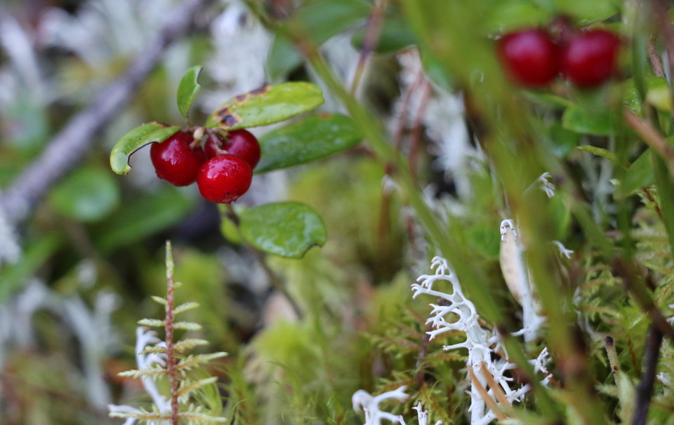 Lingon växande i mossa.