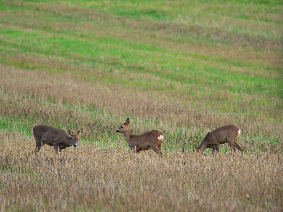 Rådjur på åkermark.