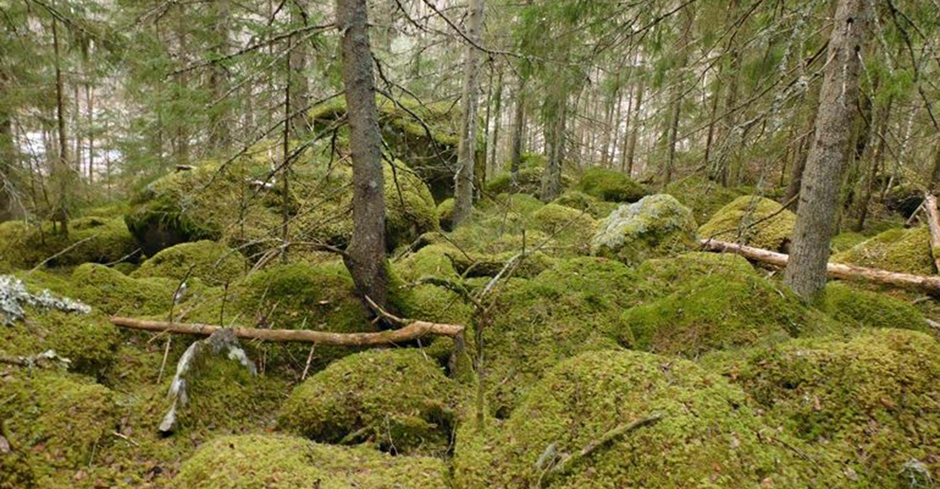 Kuperad och stenig del av Skullebo naturreservat
Nära Svensbo
Etapp: Trollegater - Öna
Linköping