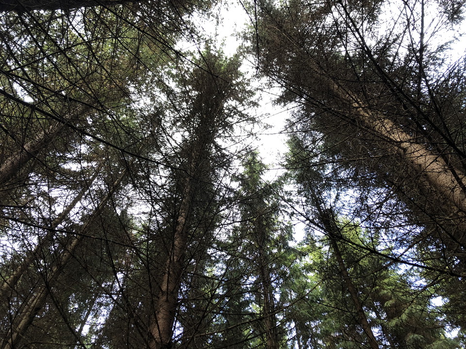 Höga barrträd med himmel.