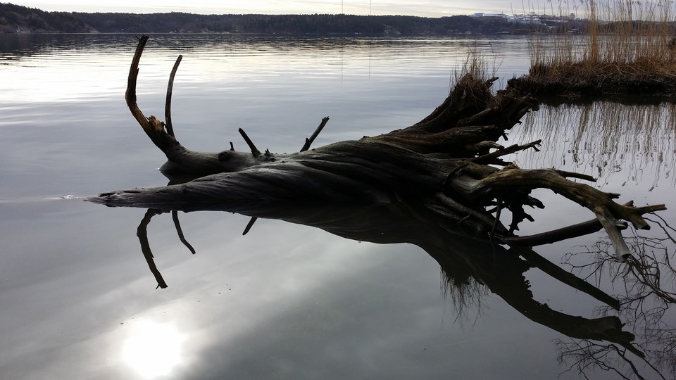 Trädlåga i vattnet vid Mölna. Foto Lidingö stad