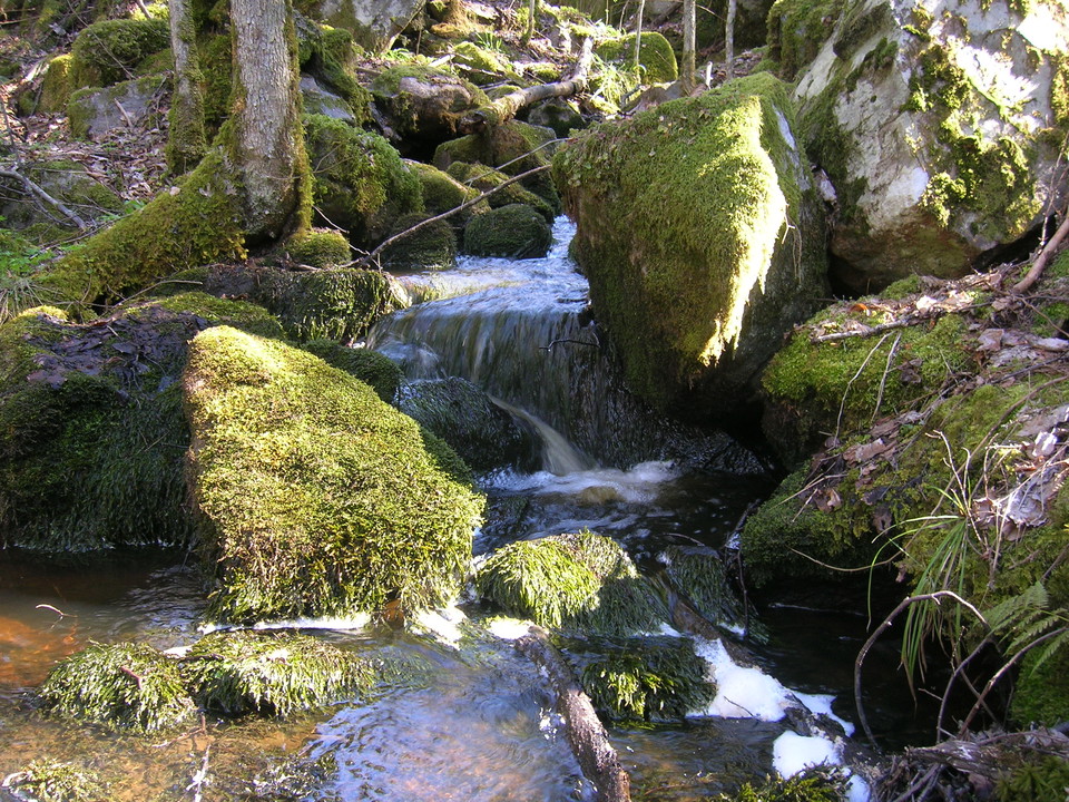 Ett litet vattendrag rinner mellan mossklädda stenblock.