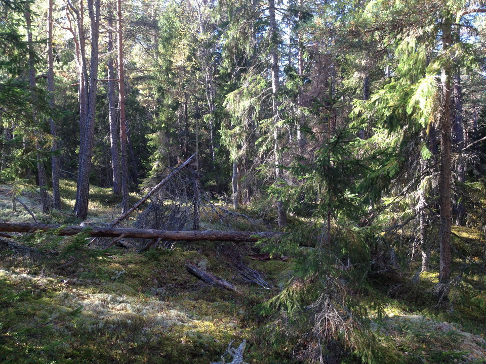Tät barrskog med mossklädd, något ojämn mark. Flera döda trädstammar ligger på marken.