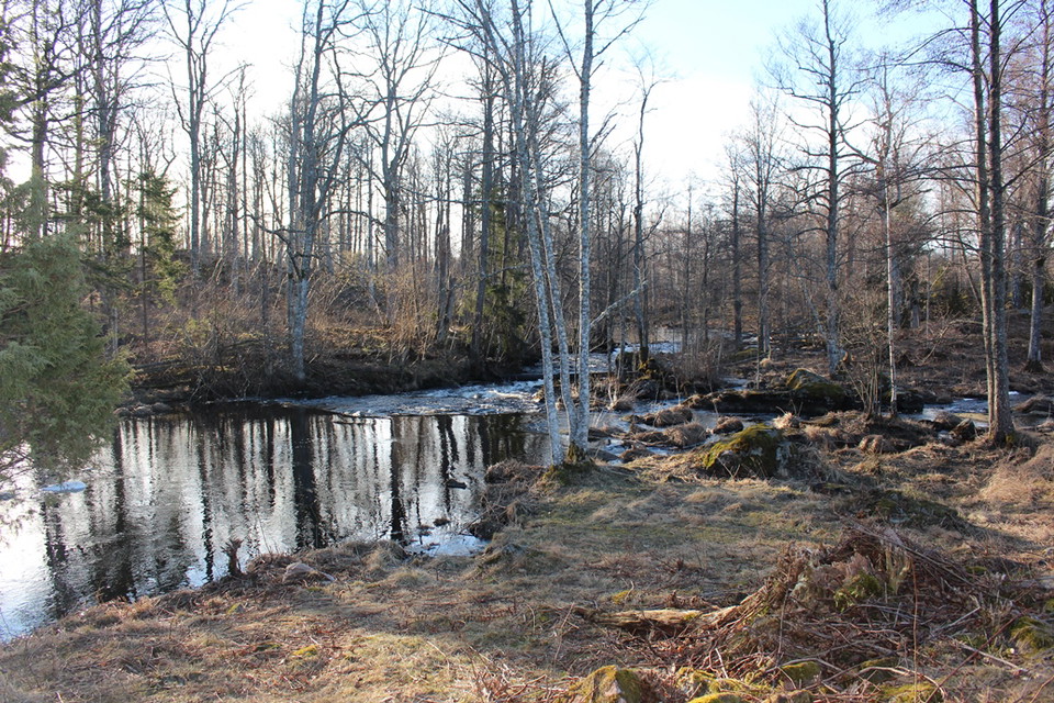 Virån, ett artrikt vattendrag inom ett natura 2000-område