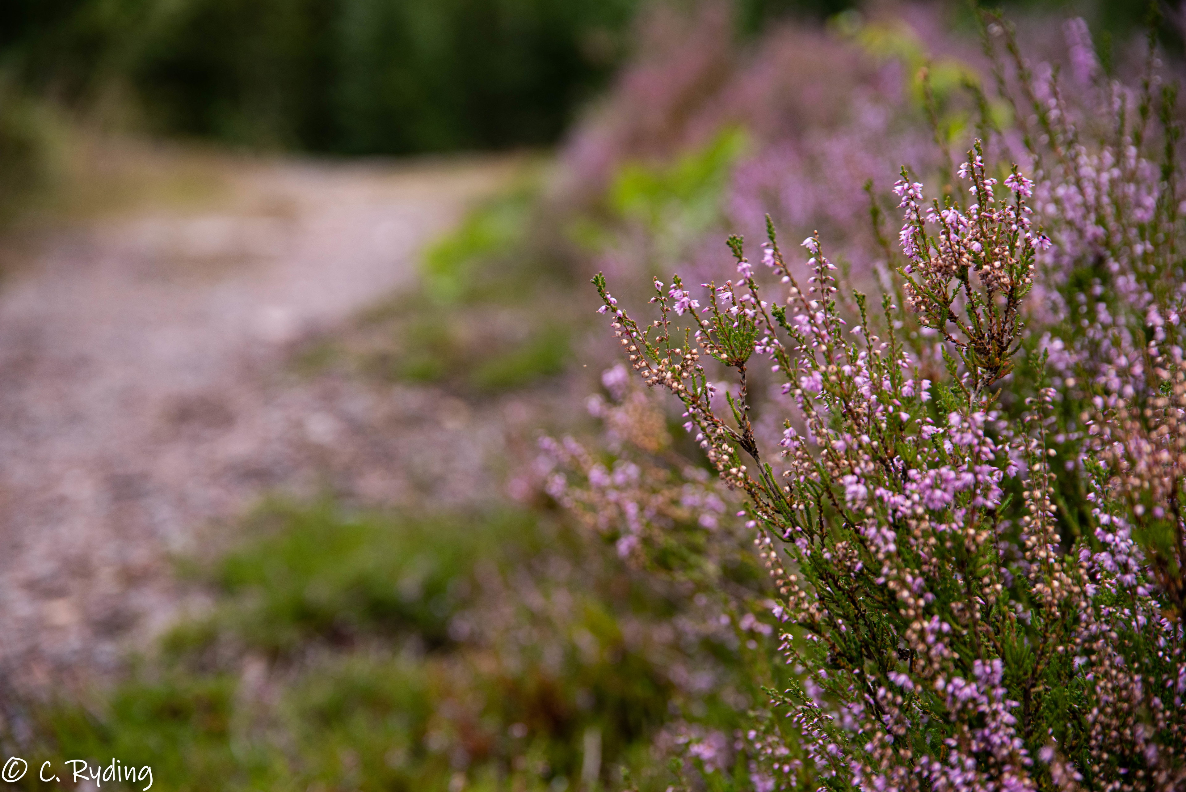 Rundslinga Borensberg, Östgötaleden
