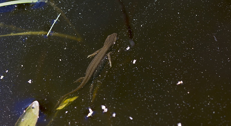 Mindre vattensalamander.