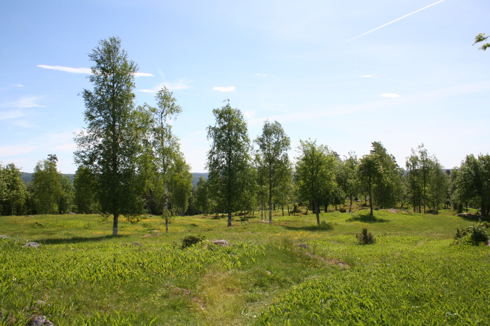 Det öppna odlingslandskapet är hem åt många olika arter.