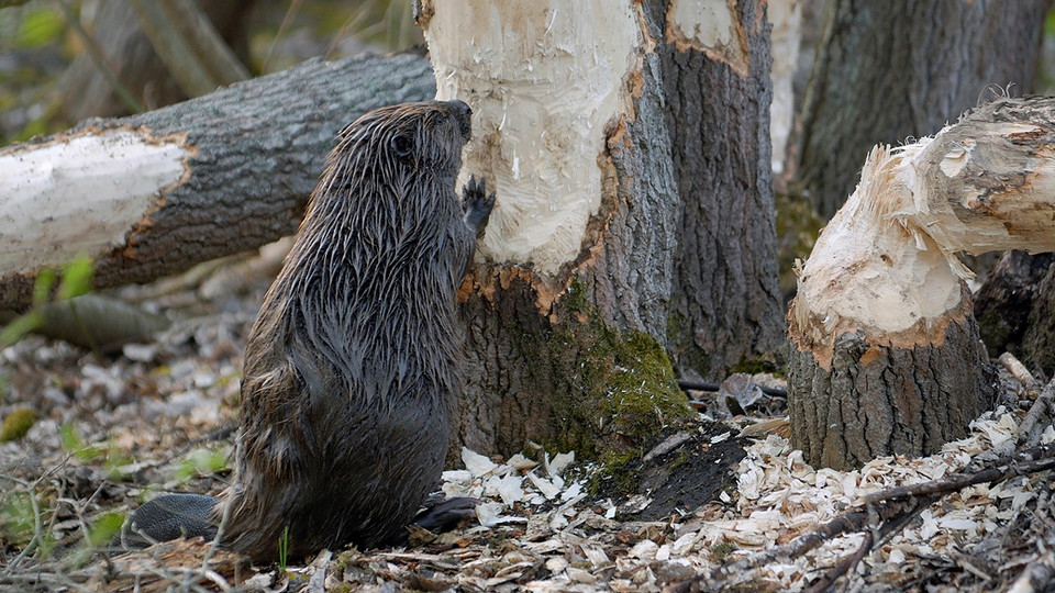 Bäver vid Stockbysjön. Foto Eddie Granlund