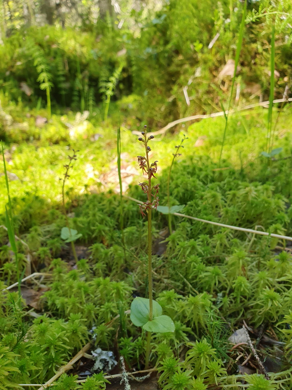 Spindelblomster.