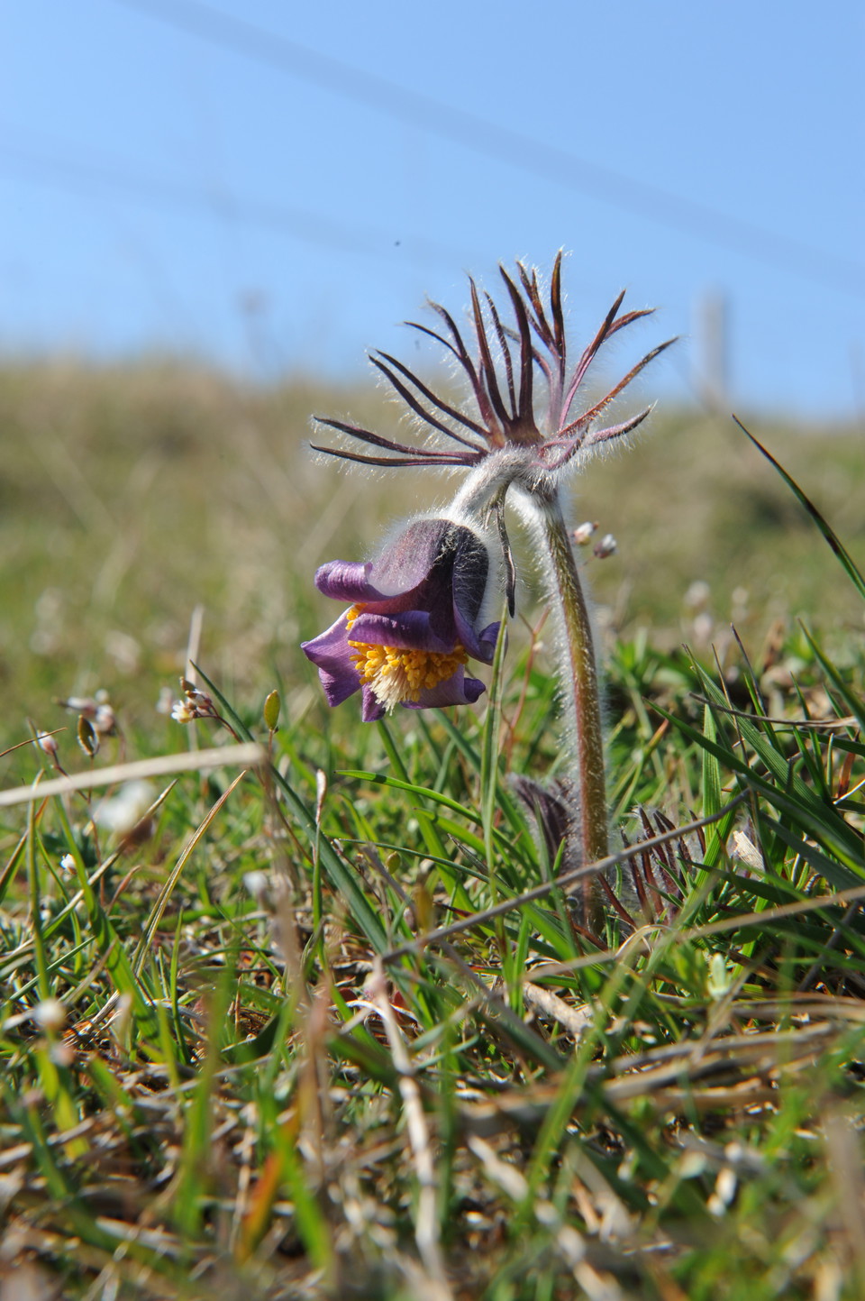 En speciell flora trivs i hagmarkerna kring Enekullarna.