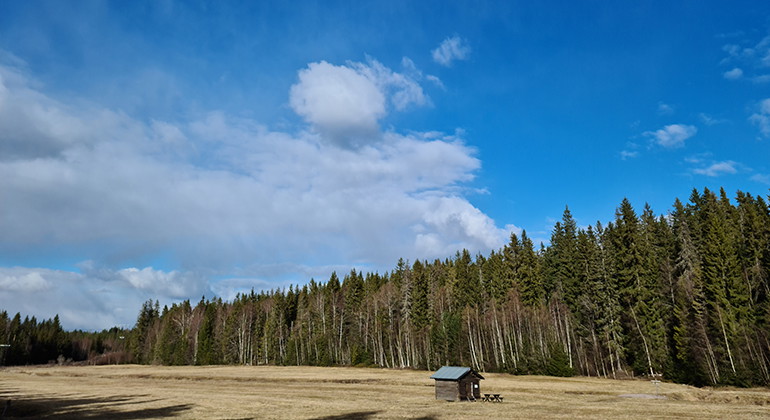 Liten stuga på äng intill skog. Foto.