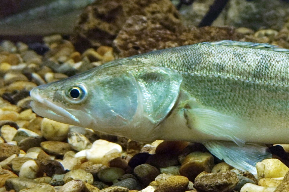Gös (Sander lucioperca)