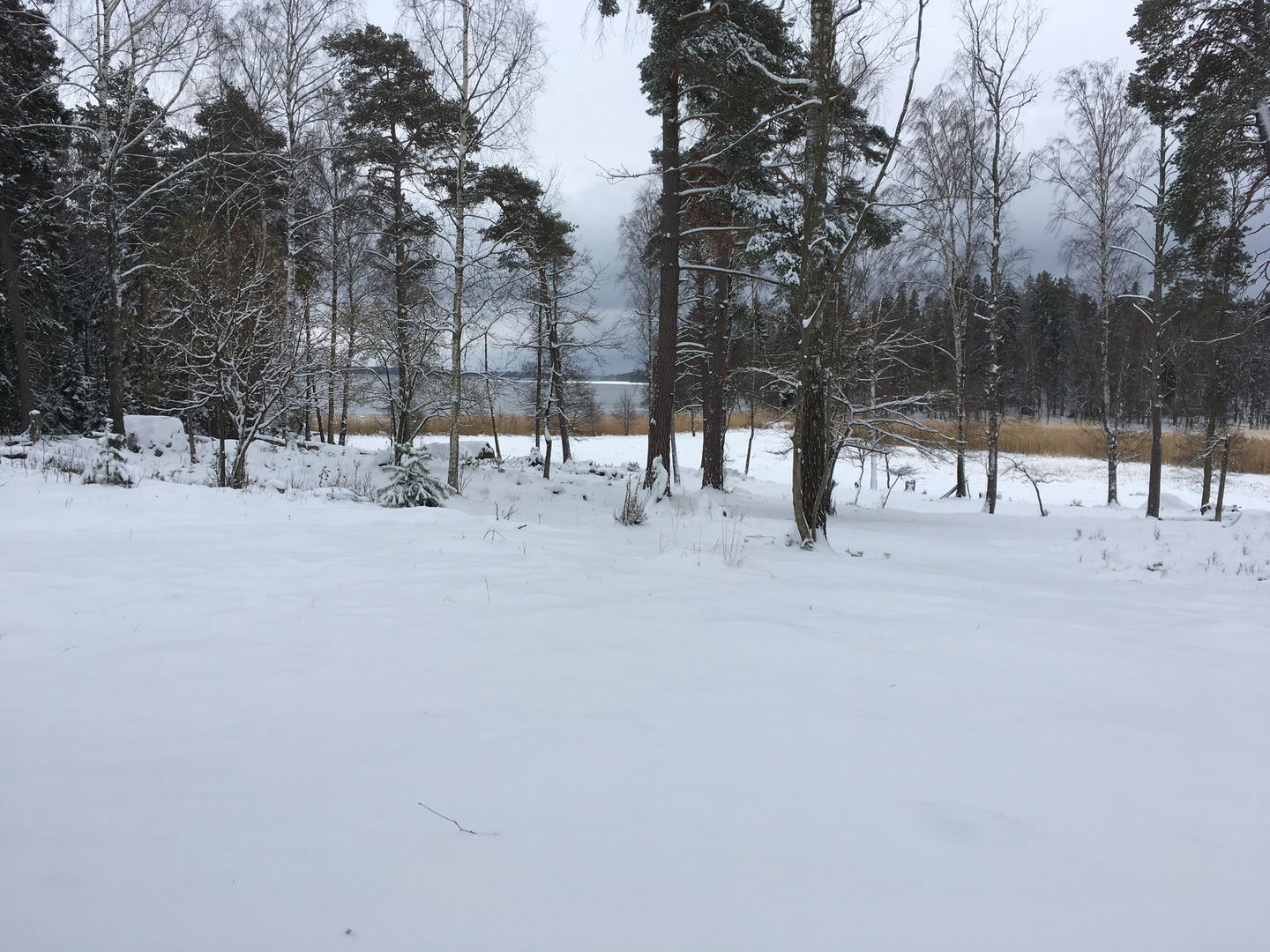 En öppen snötäckt yta med träd runtom. I bakgrunden skymtar en sjö fram mellan träden. 