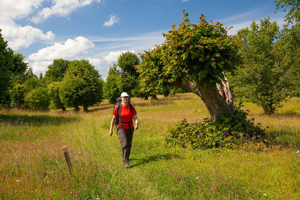 Kvinna vandrar med ryggsäck över äng med hamlade lindar.