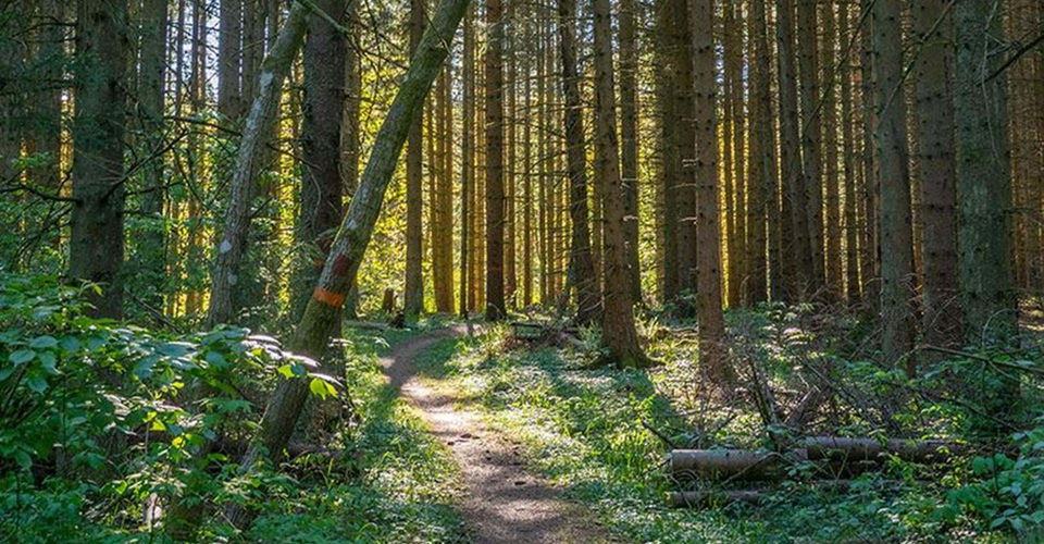 Skogsstig Omberg.
Etapp Borghamn-Alvastra.
Ödeshög.