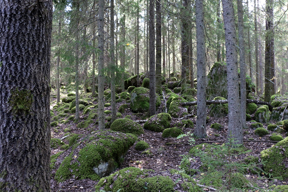 Mossiga stenar bland granstammar.