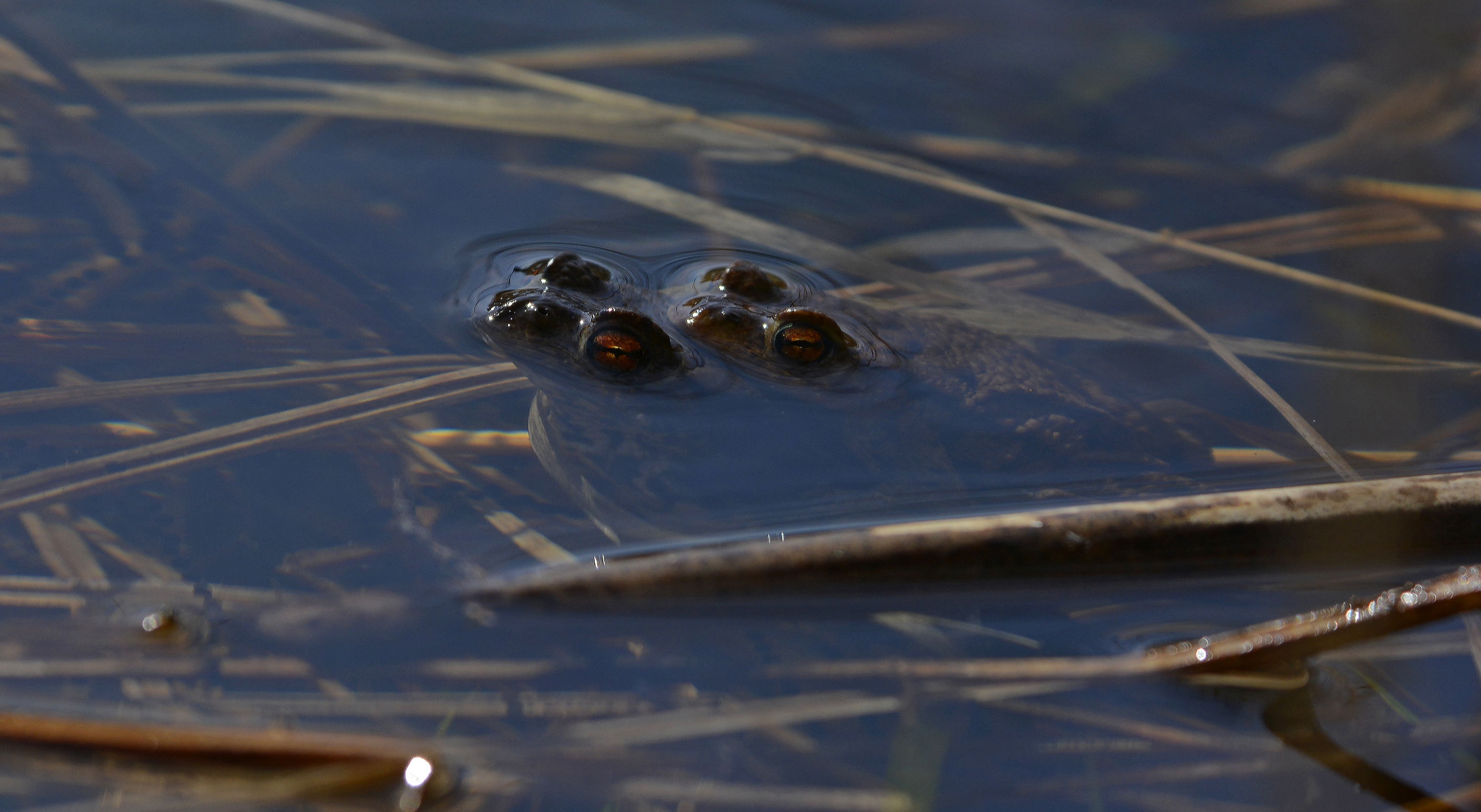 Fotoutställning Med kärlek till vatten - se alla utvalda bidrag