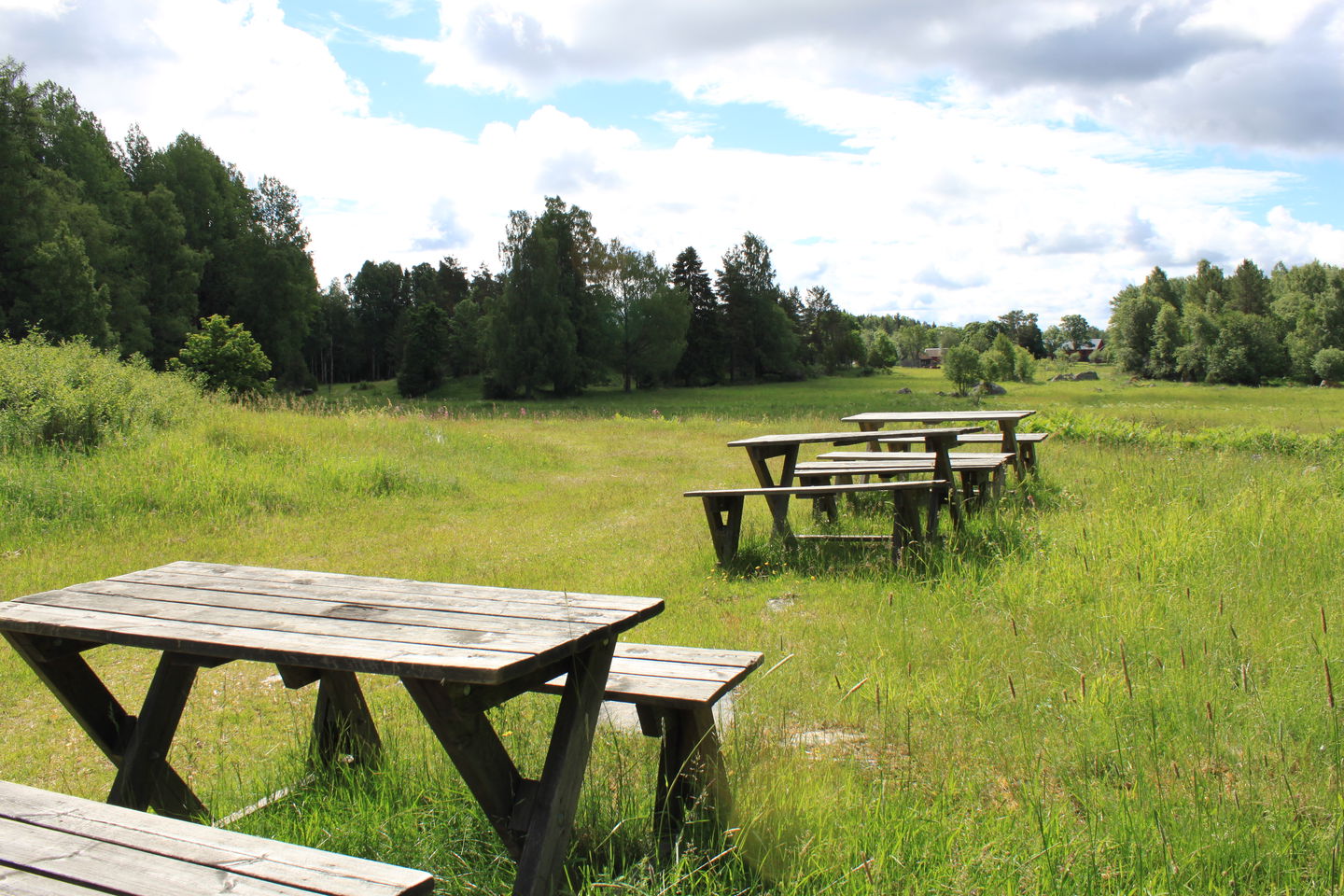 Flera bänkbord står på rad på en hagmark med gräs. I utkanterna är det skog.