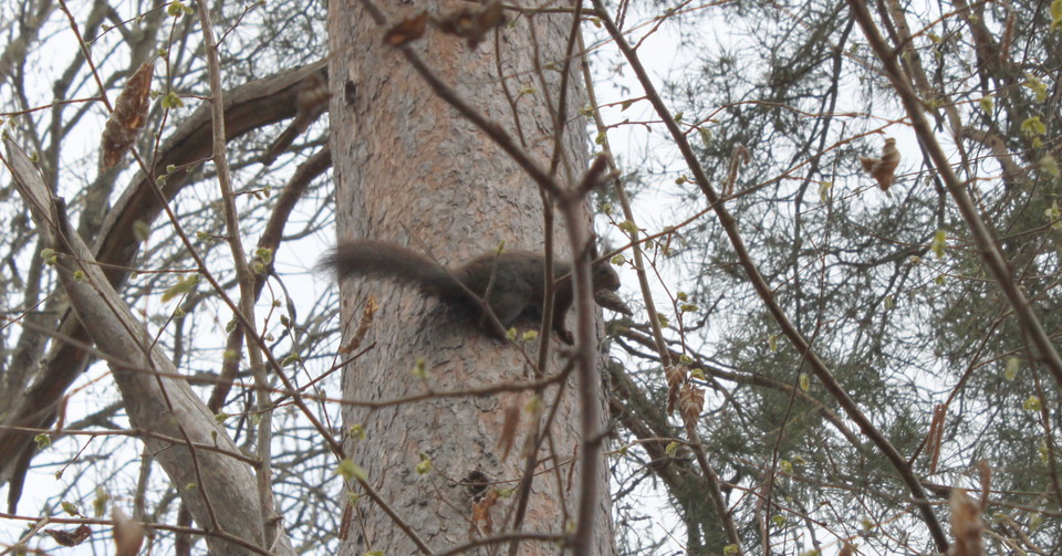 En ekorre med en kotte i munnen sitter på en trädstam.