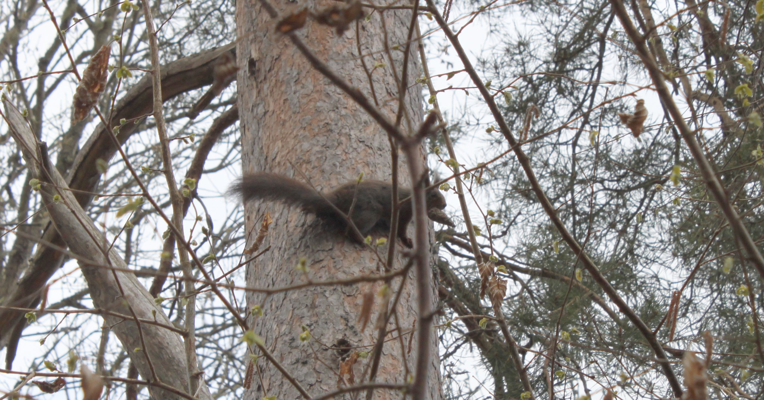 En ekorre med en kotte i munnen sitter på en trädstam.