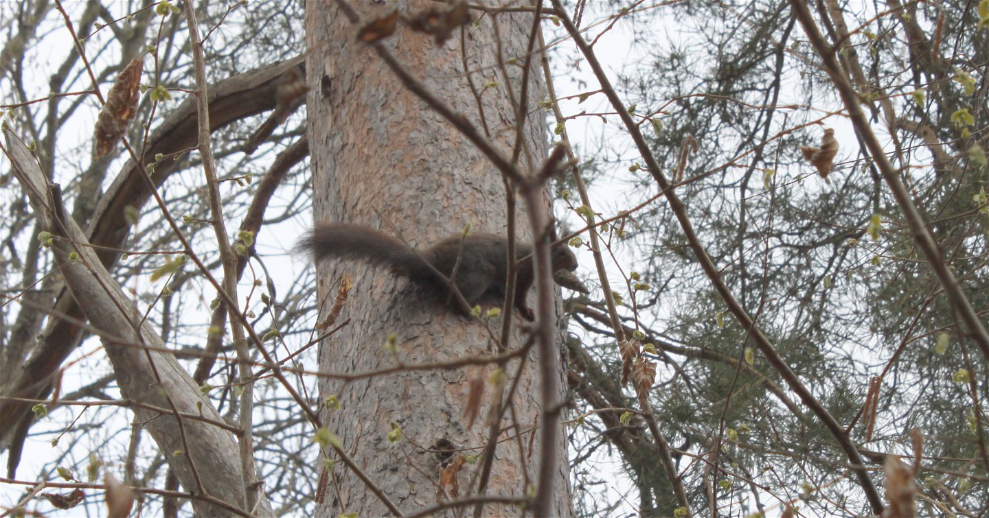 En ekorre med en kotte i munnen sitter på en trädstam.