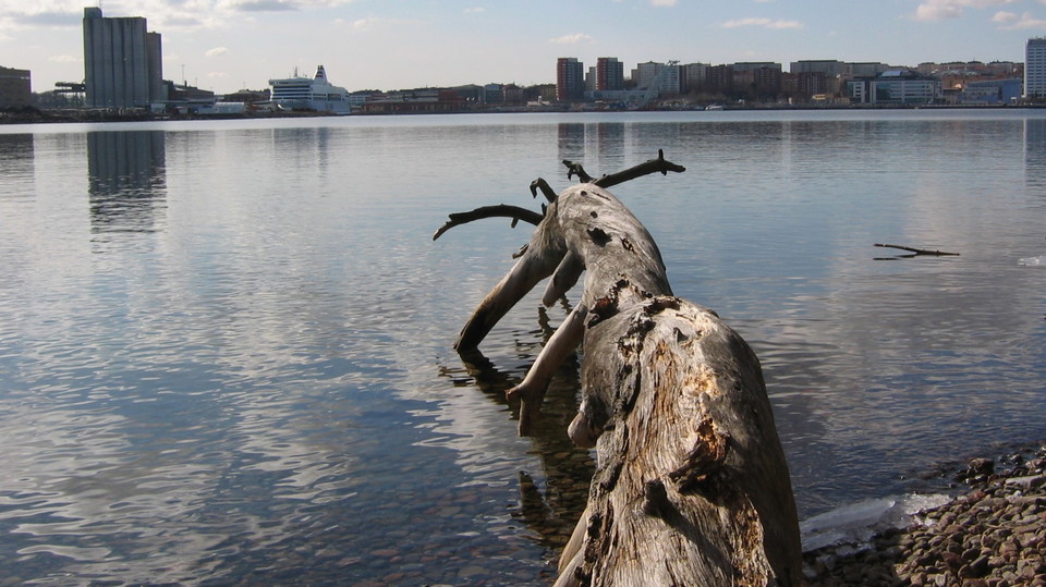 Trädlåga i Lilla Värtan. Foto Lidingö stad