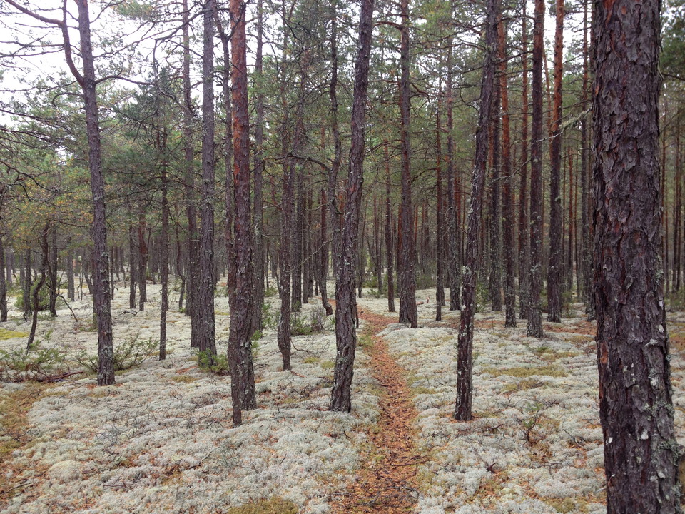 En mycket smal stig går genom tallskog. Runtom stigen växer det mycket lavar på marken.