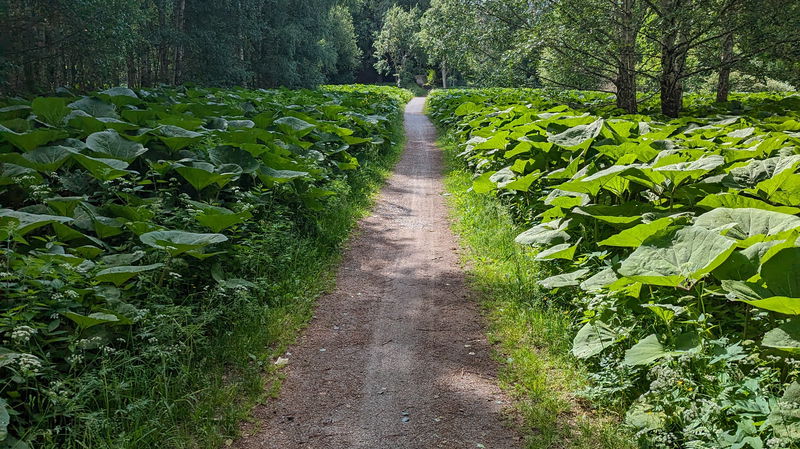 Björnöbron-Gäddeholm, Västerås