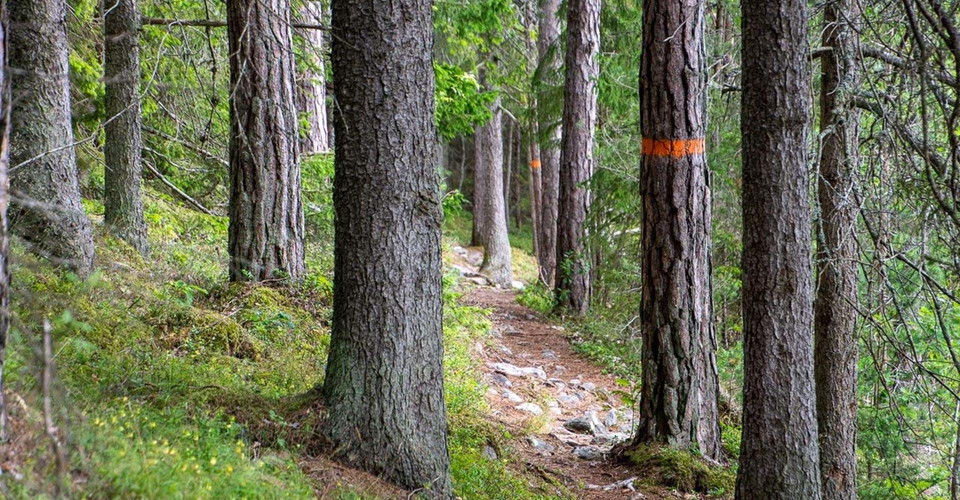 Skogsstig
Gryt rundslinga 
Valdemarsvik
